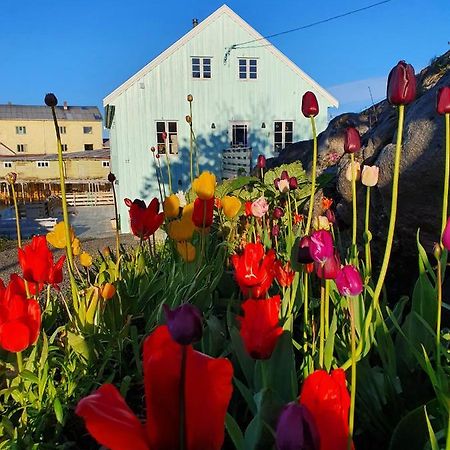 Bed and Breakfast Lysvoldbrygga Henningsvaer Exteriér fotografie
